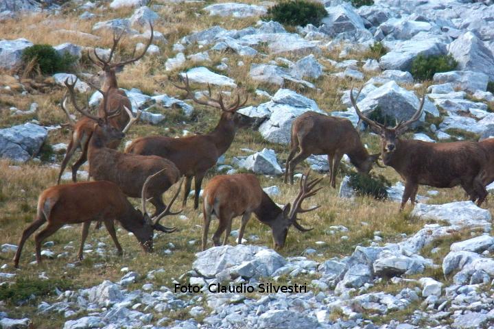 Cervi maschi nel parco